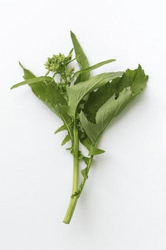 cime di rapa