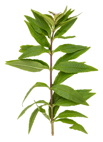 citronverbena